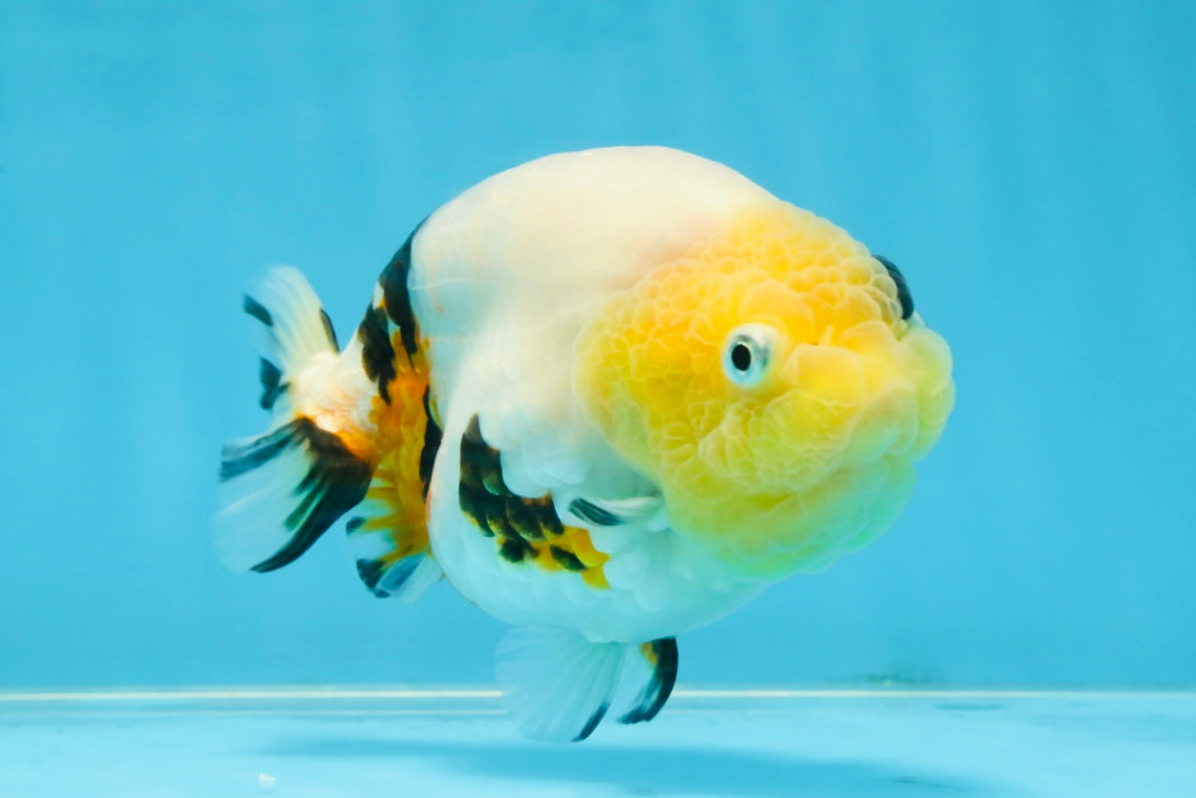 SPECIAL AAA Grade Chinese Cow Ranchu Female 5 inches #102425RC_06