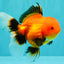 A Grade Apache Oranda Female 5 inches #100926OR_26