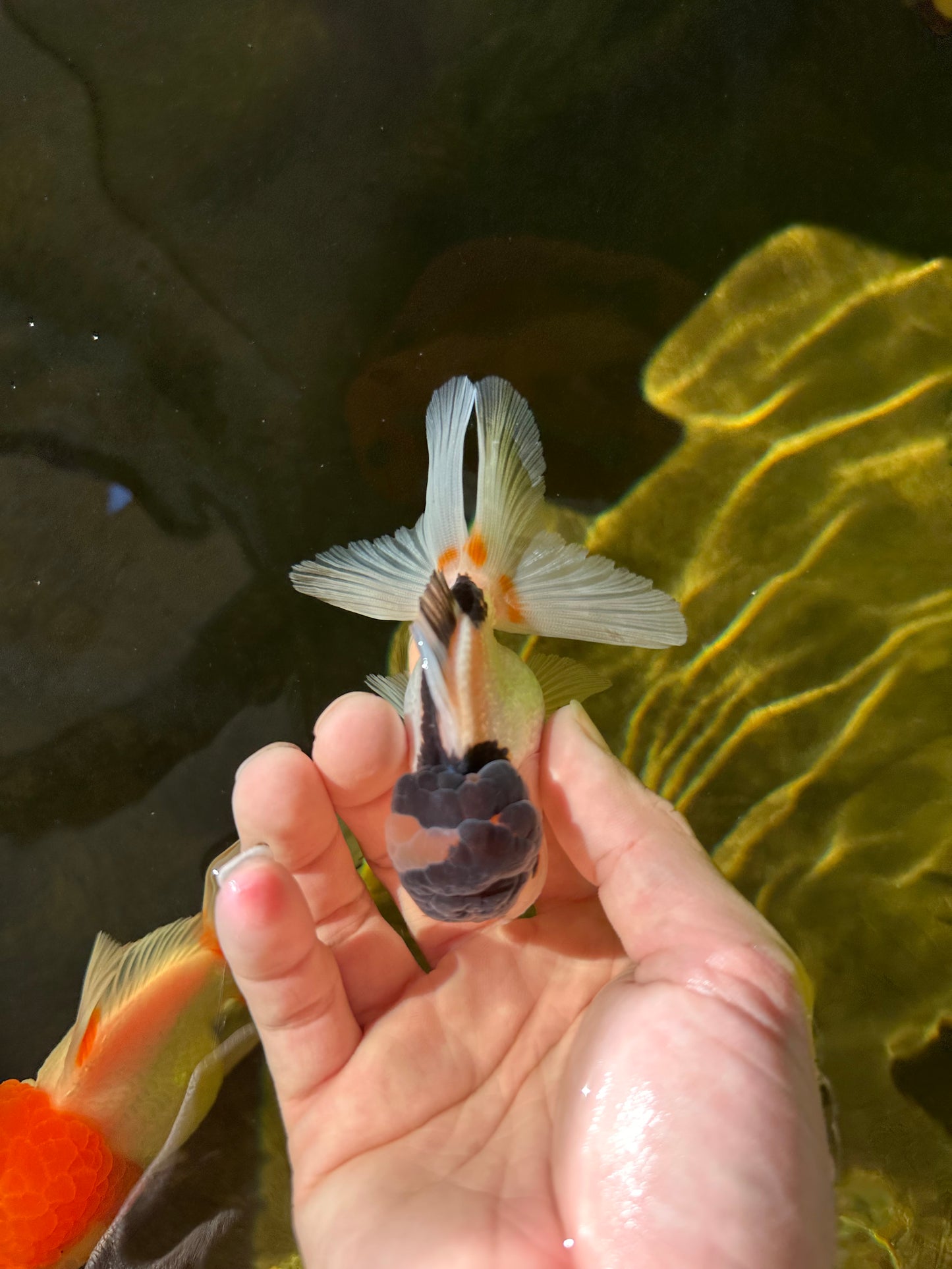 Panda Oranda Male 3.5 inches #1018OR_15