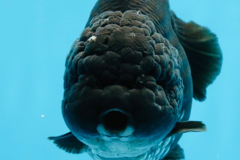 AAA Grade Godzilla Black Yuanbao Female 5 inches #101025YB_22