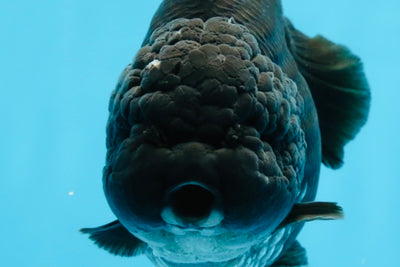 AAA Grade Godzilla Black Yuanbao Female 5 inches #101025YB_22