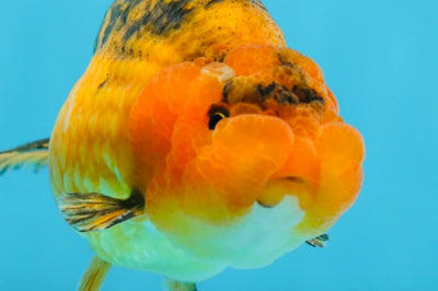 A Grade CHONKY Apache LionKing 4.5 inches #062025LC_06