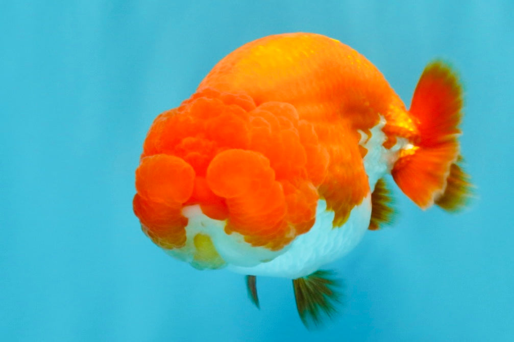 CHUBBY AAA Grade Red White LionQueen 4  inches #022026LC_16