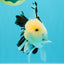 A Grade Panda Oranda Male 5.5 inches #030626OR_23