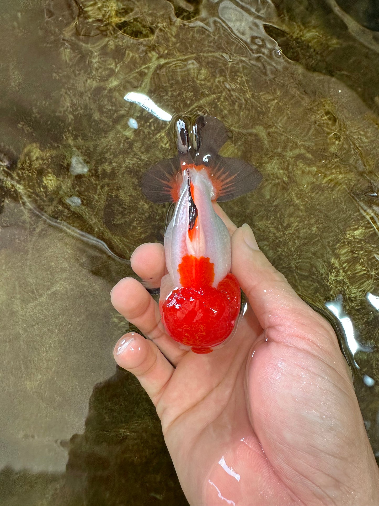 A Grade Pompom Tricolor Yuanbao Male 4 inches #071125YB_17