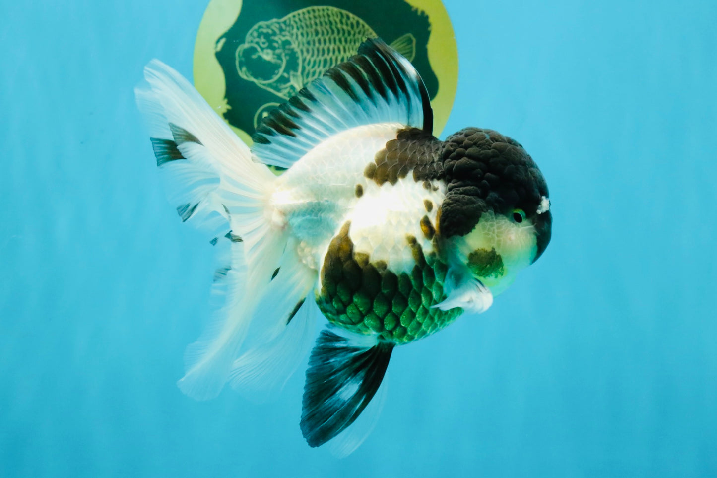 BATMAN Panda Oranda Female 5.5 inches #041026OR_09