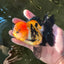 A Grade Tricolor Oranda Female 4.5 inches #110824OR_04