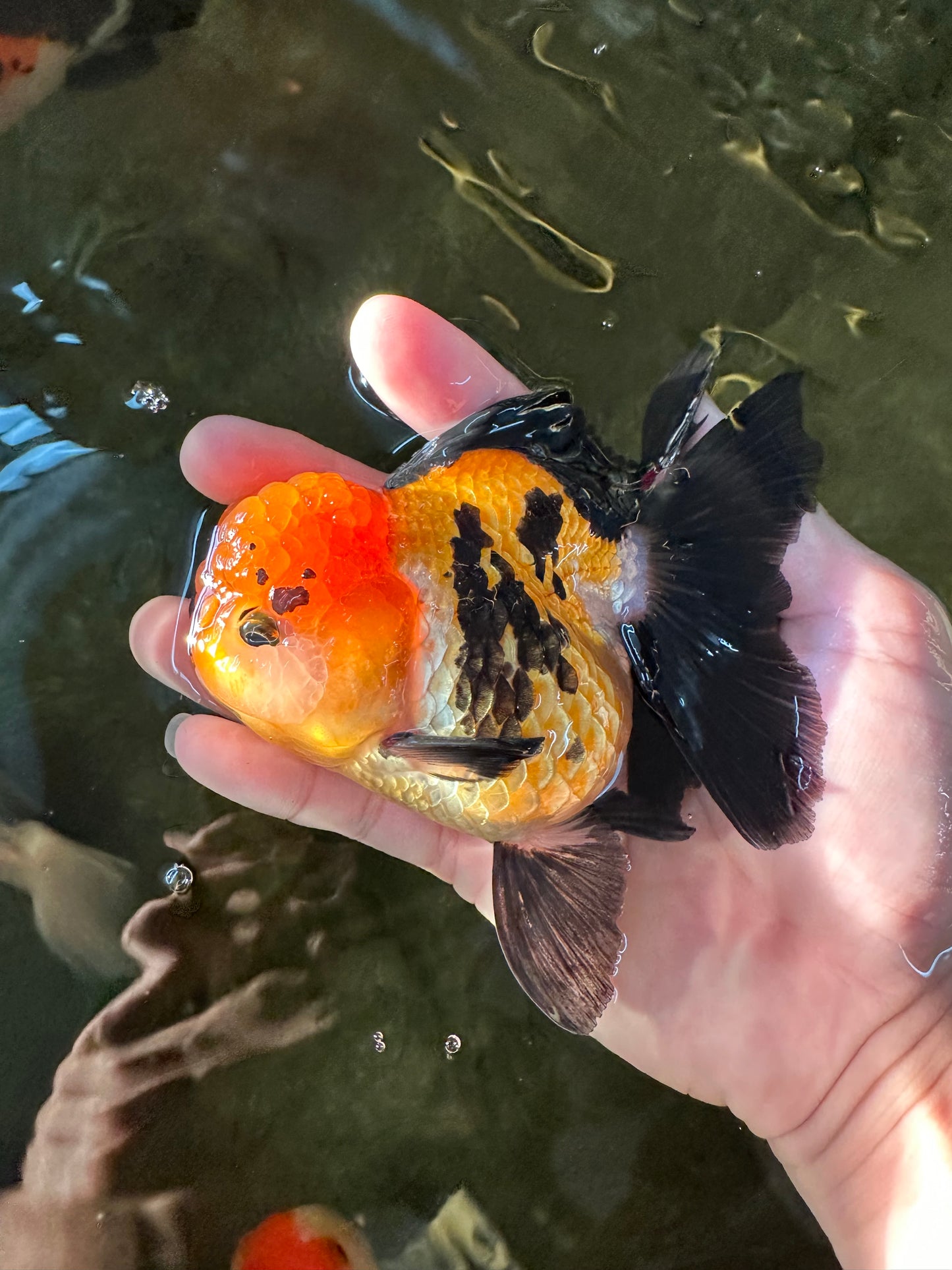 A Grade Tricolor Oranda Female 4.5 inches #110824OR_04