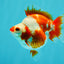 A Grade Red White Ryukin Female 4 inches #050126RK_03
