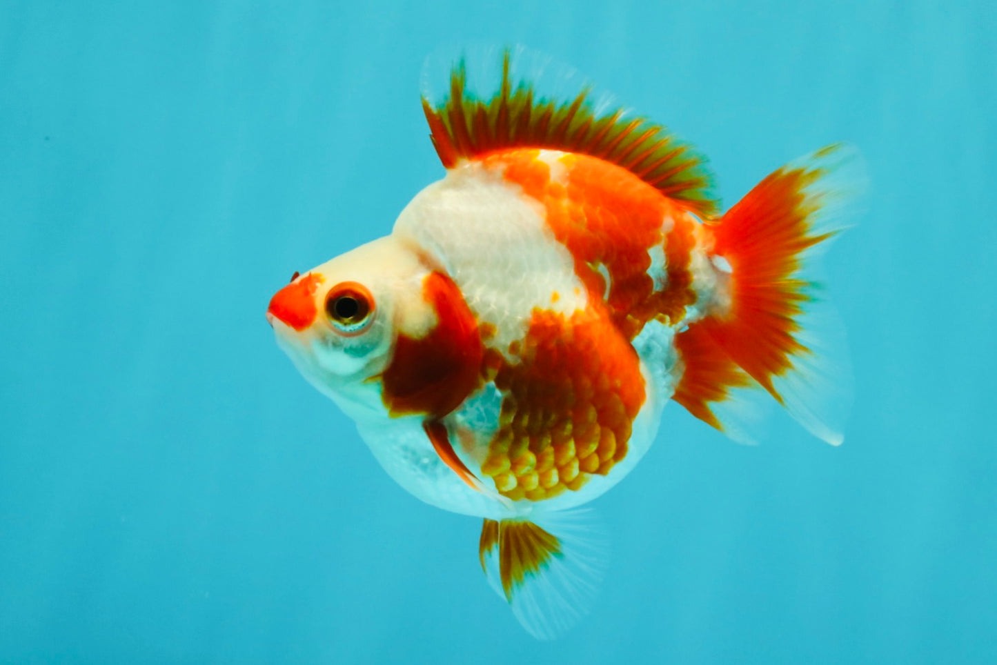 A Grade Red White Ryukin Female 4 inches #050126RK_03