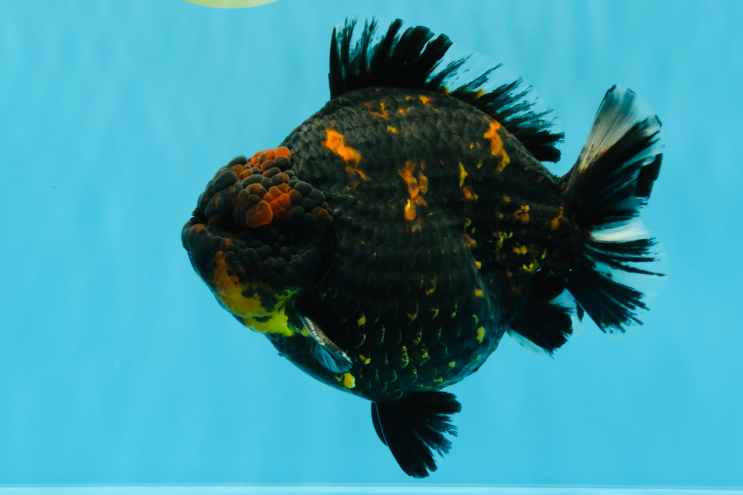 SUPER AAA Grade Godzilla Tiger Yuanbao Male 6 inches #022026YB_02