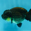 Bulldog Black Lionchu Female 3.5-4 inches #0927LC_19