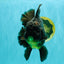 AAA Grade Broadtail Black Godzilla Oranda Male 7 inches #071026OR_01
