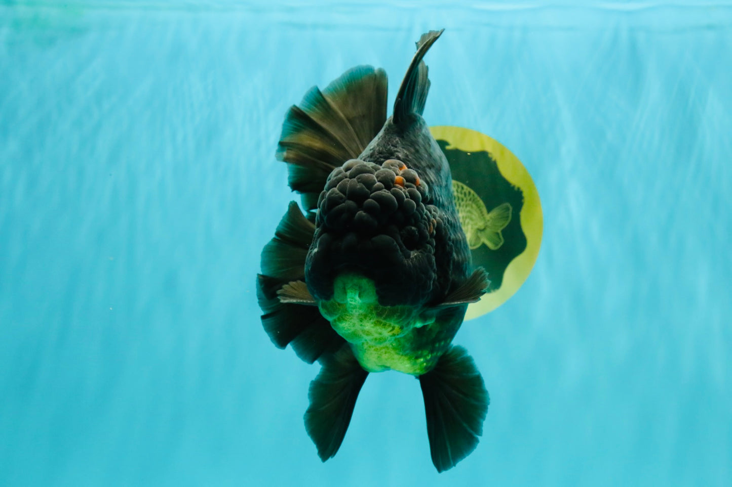 AAA Grade Broadtail Black Godzilla Oranda Male 7 inches #071026OR_01