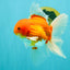 A Grade Red White Oranda Male 5.5 inches #102326OR_21