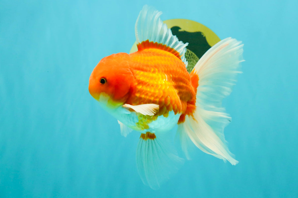 A Grade Red White Oranda Male 5.5 inches #102326OR_21