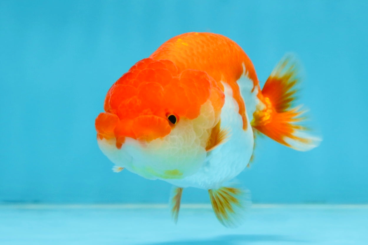 CHUBBY AAA Grade Red White LionQueen 4-4.5 inches #102425LC_13