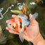 Sanke Oranda Male 5.5 inches #082826OR_04