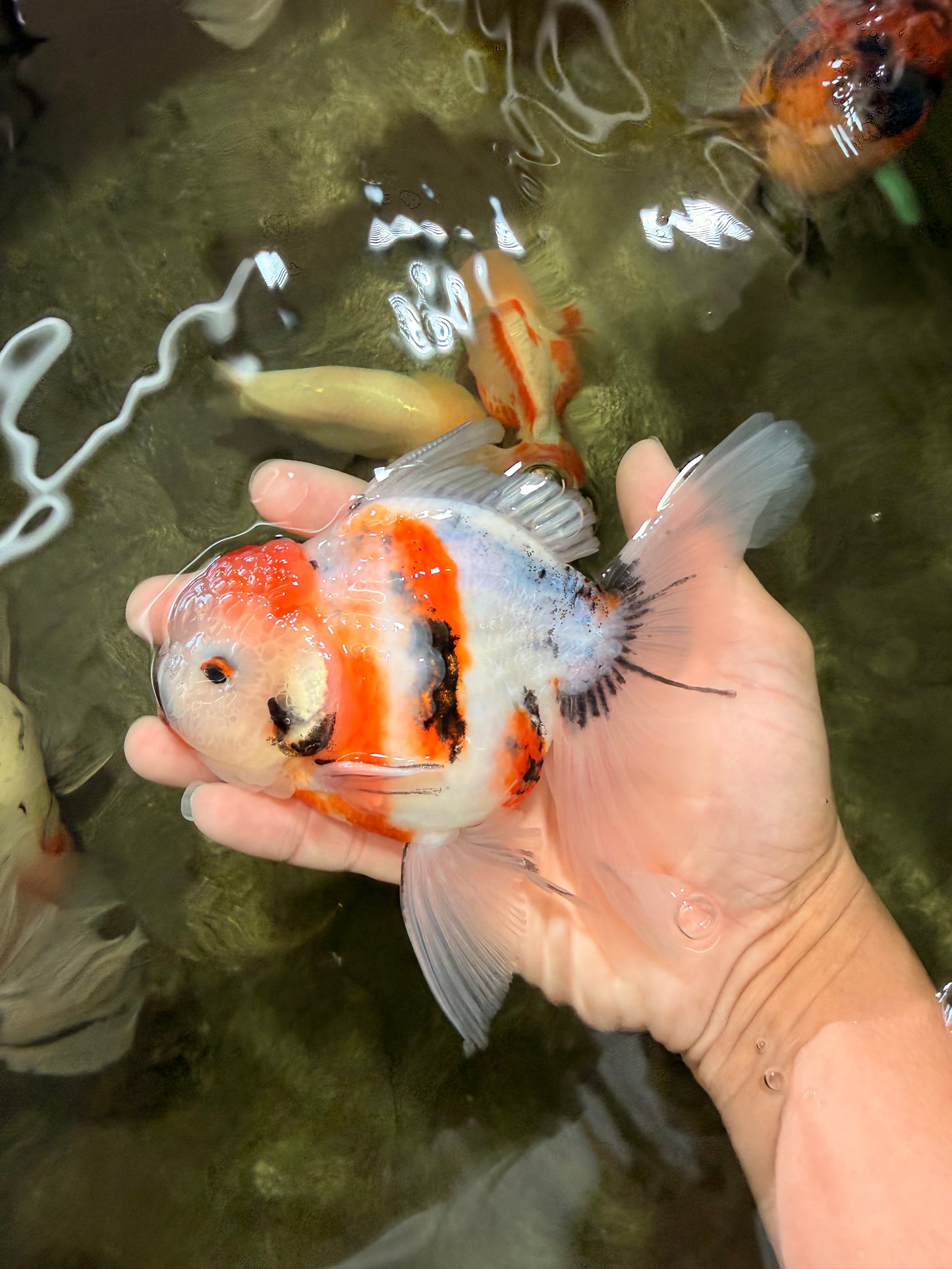 Sanke Oranda Male 5.5 inches #082826OR_04