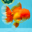 TOMATO AAA Grade Red White Oranda Male 6.5 inches #022026OR_05