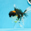 A Grade Tricolor Oranda Male 5.5 inches #0920OR_24