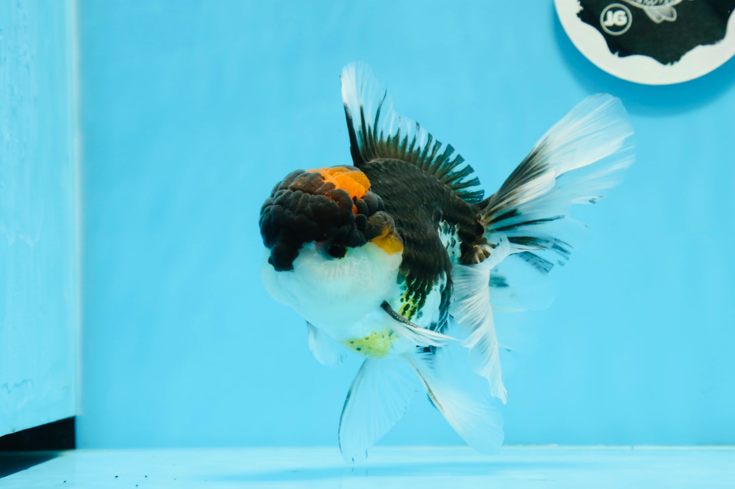 A Grade Tricolor Oranda Male 5.5 inches #0920OR_24