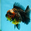 AAA Grade Godzilla Kirin Oranda Male 5.5 inches #050925OR_50
