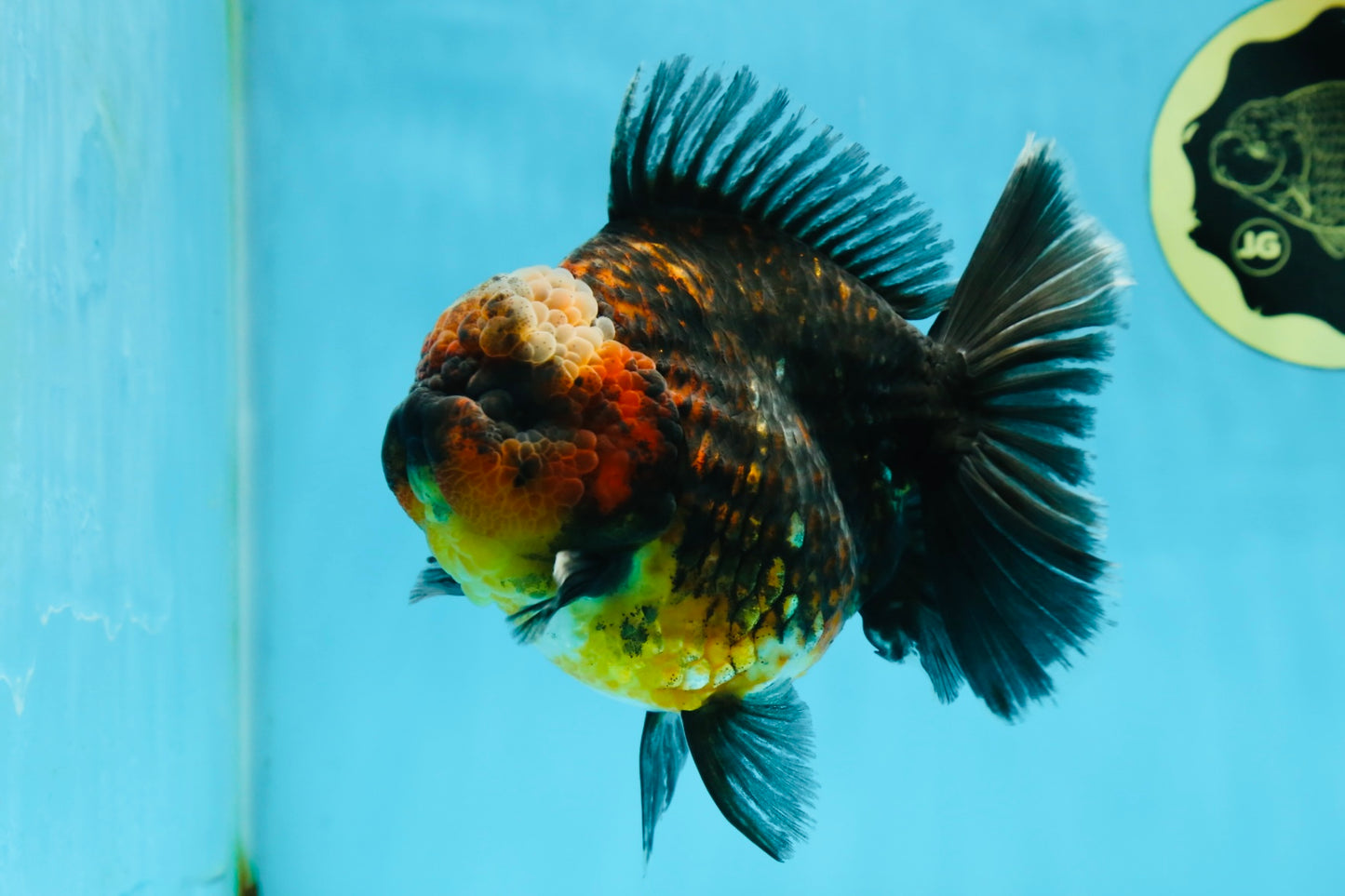 AAA Grade Godzilla Kirin Oranda Male 5.5 inches #050925OR_50