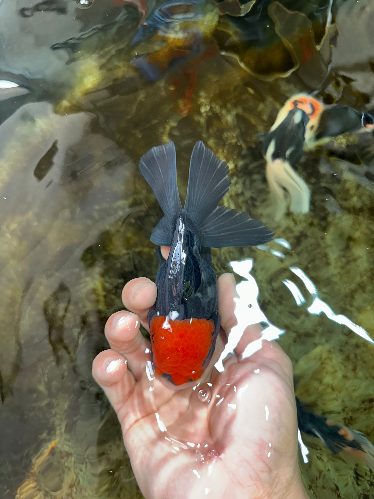 A Grade UNIQUE Red Head Oranda Male 5 inches #080125OR_29