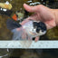 Panda Oranda Male 5.5 inches #090525OR_16