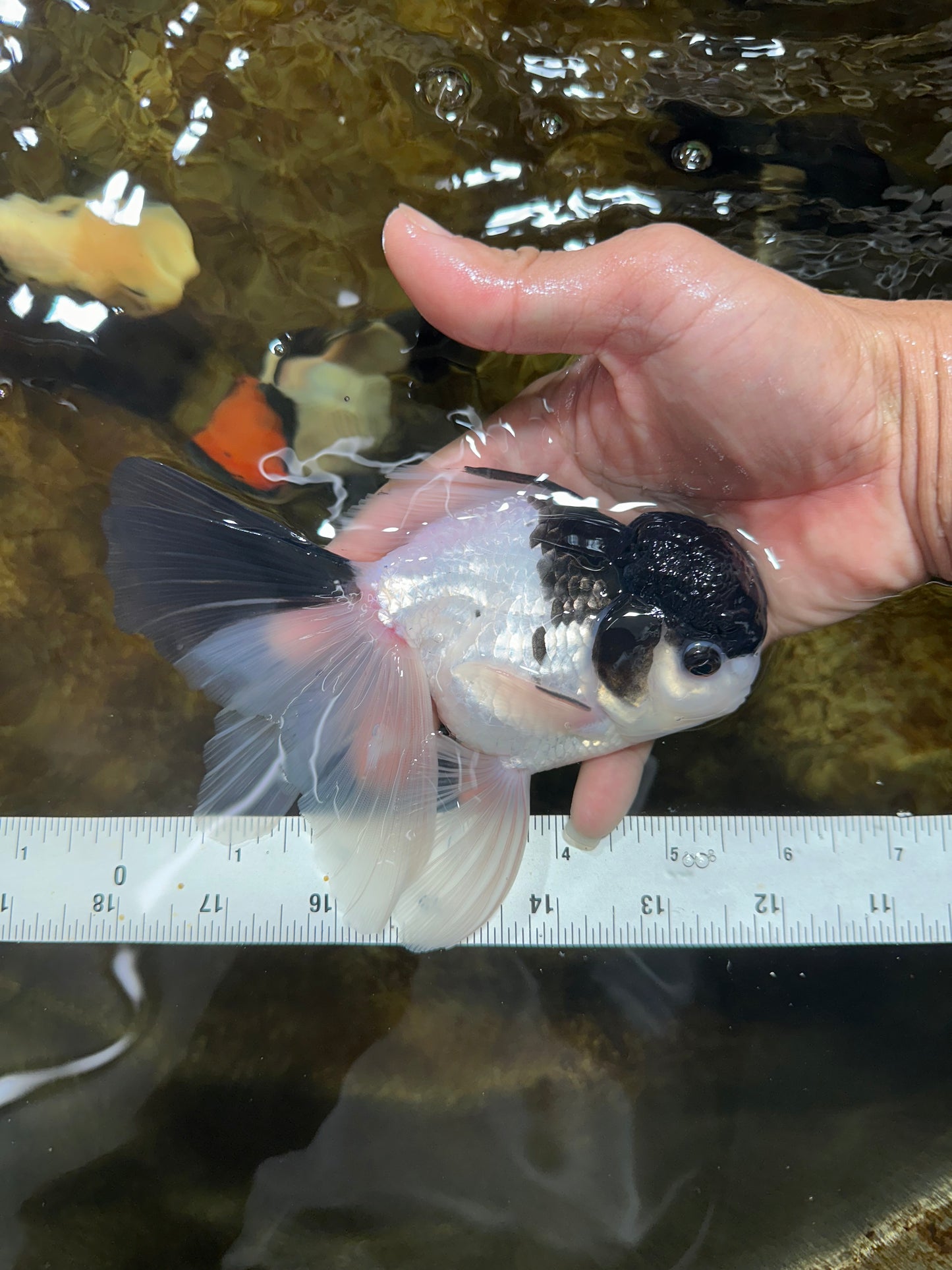 Panda Oranda Male 5.5 inches #090525OR_16