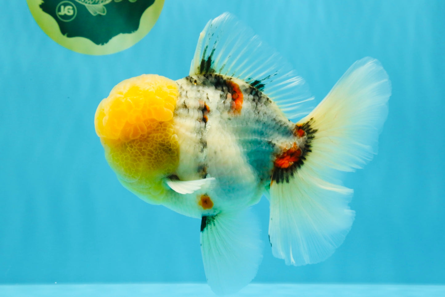 AAA Grade Marble Oranda Male 6.5 inches #022026OR_07