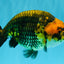 Chinese Apache Ranchu Male 6 inches #041026RC_22