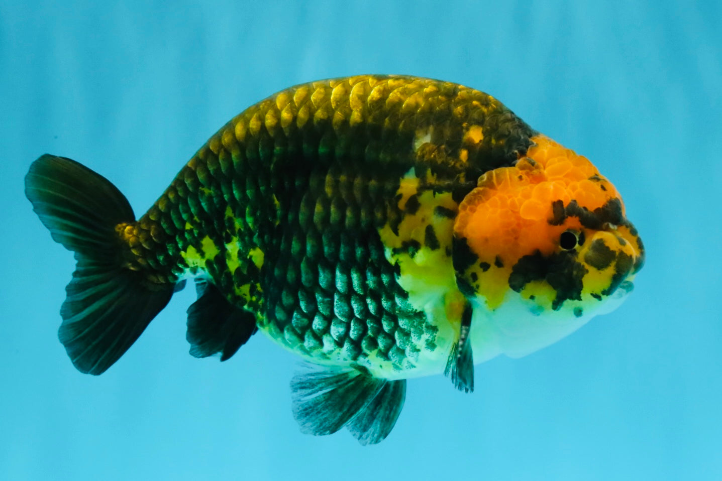 Chinese Apache Ranchu Male 6 inches #041026RC_22