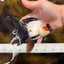 Little Pompom Tricolor Oranda Female 5.5 inches #111425OR_16