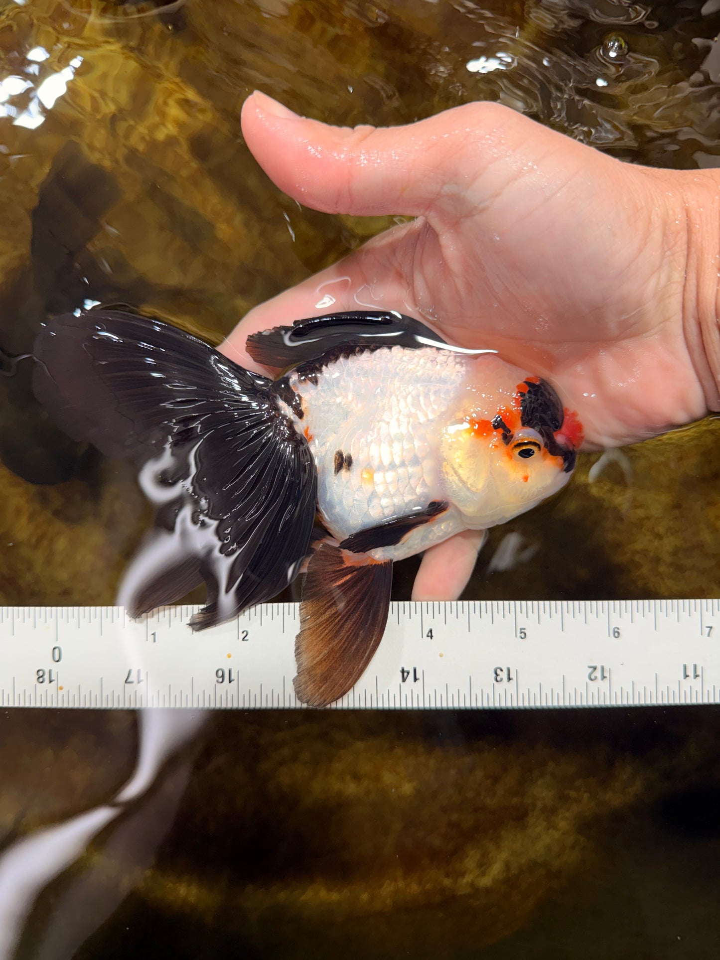 Little Pompom Tricolor Oranda Female 5.5 inches #111425OR_16