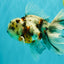 Calico Oranda Male 6.5 inches #082826OR_02