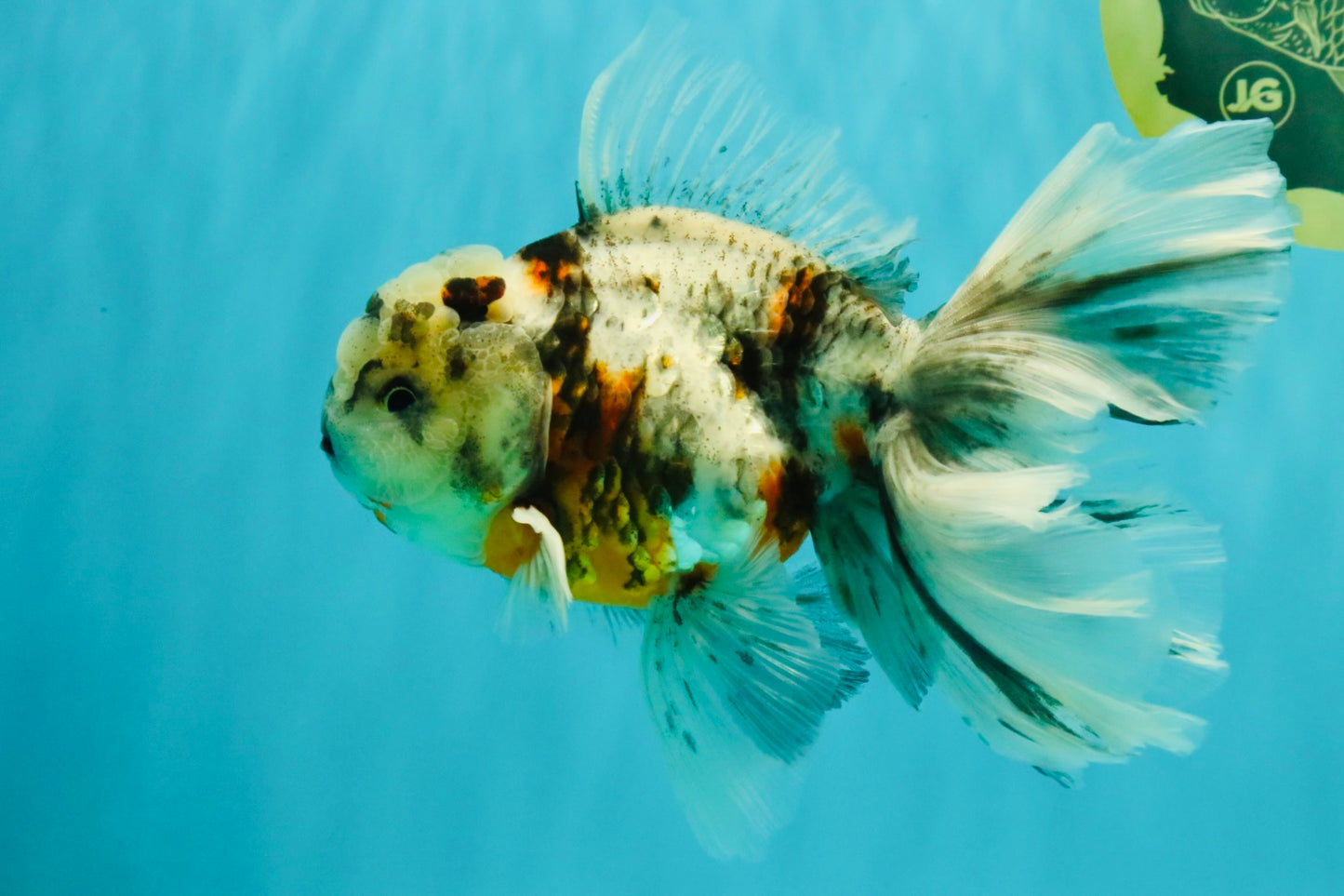 Calico Oranda Male 6.5 inches #082826OR_02