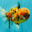 A Grade Tiger Oranda Male 5.5-6 inches #081426OR_04