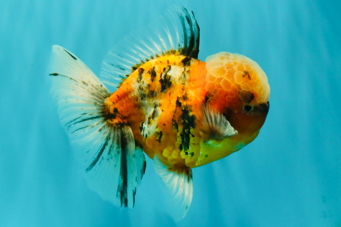 A Grade Tiger Oranda Male 5.5-6 inches #081426OR_04