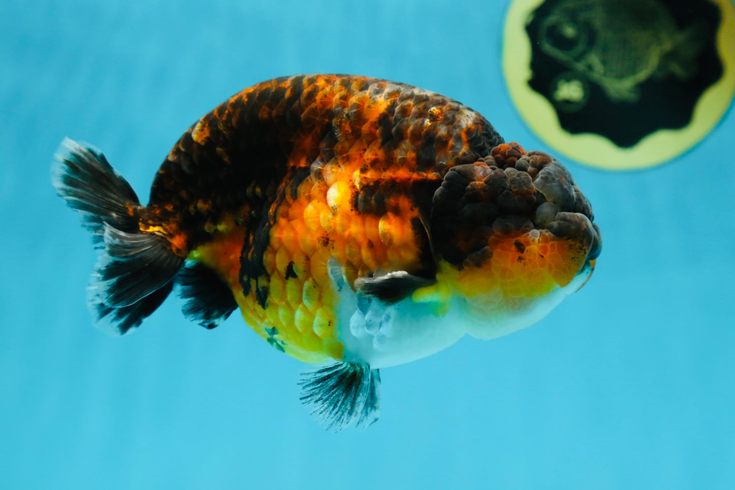 AAA Grade Kirin Tiger LionKing 5 inches #050925LC_04