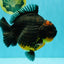 SHOW GRADE Red Head Kirin Yuanbao Female 6.5 inches #070326YB_01
