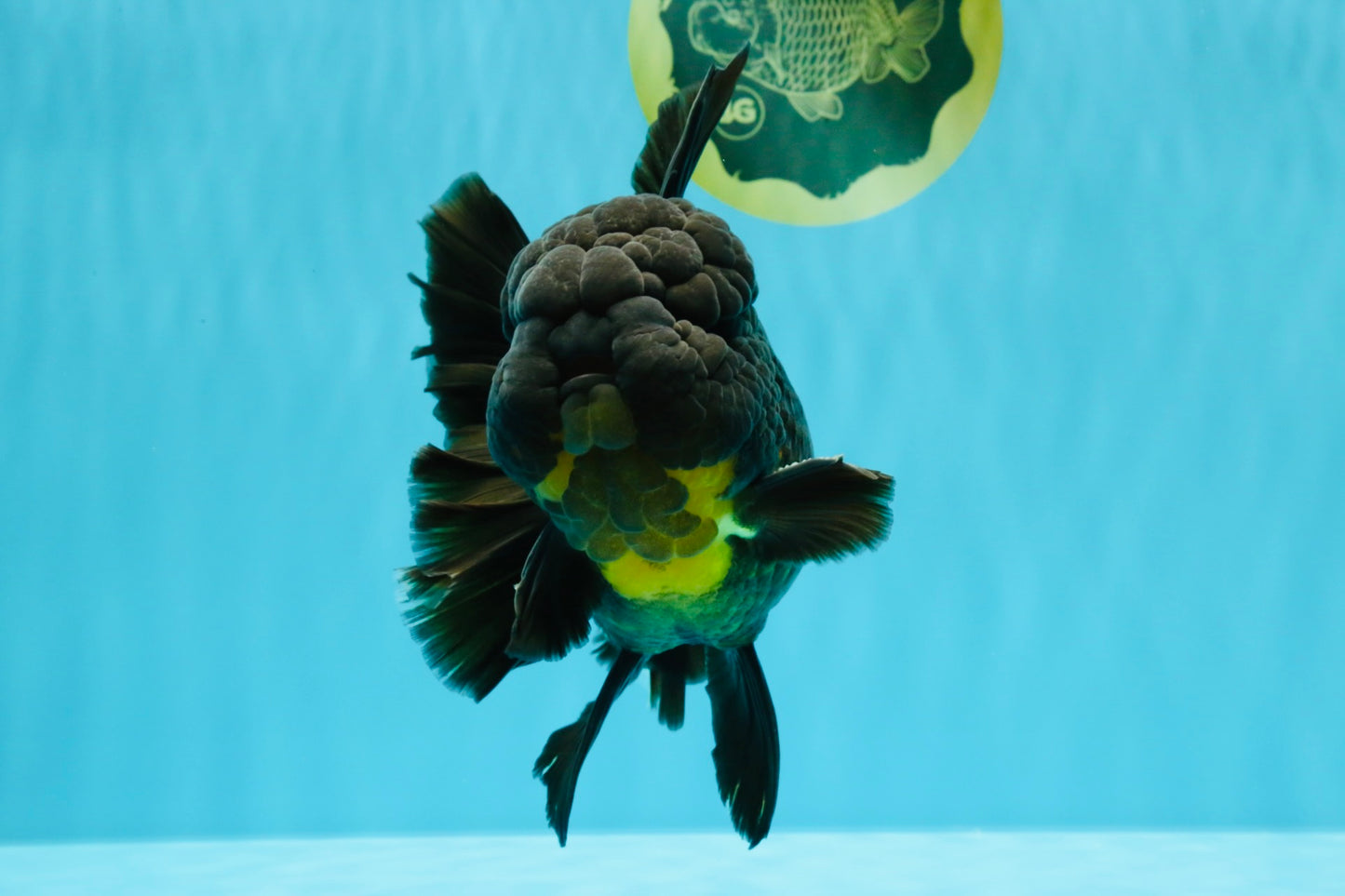 BULLDOG A Grade Godzilla Black Oranda 6.5 inches #022726OR_13