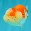 FLUFFY WEN AAA Grade Red White LionQueen 4.5 inches #050126LC_19