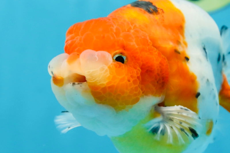 A Grade Freckled Chubby Calico LionKing 4.5 inches #062025LC_07