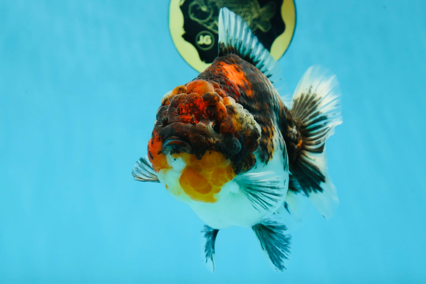 A Grade Godzilla Kirin Yuanbao Female 5.5-6 inches #053025YB_02