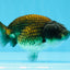 Black Copper Ranchu Female 3.5-4 inches #0726RC_31