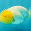 White LionChu Female 4 inches #050126LC_22