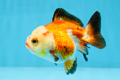 Tricolor Yuanbao Female 4 inches #111425YB_01