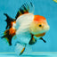 A Grade Tancho Tricolor Oranda Female 5-5.5 inches #050925OR_34